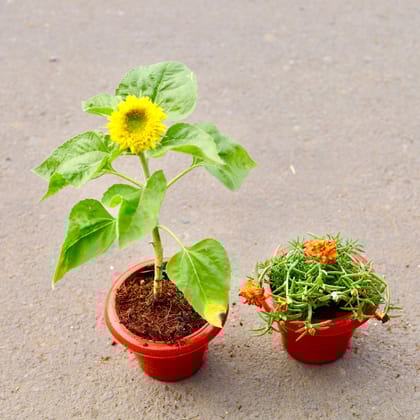 Buy Set of 2 -sun flower &  Portulaca Moss Rose (any colour) in 6 inch  Classy Red Plastic Pot Online | Urvann.com