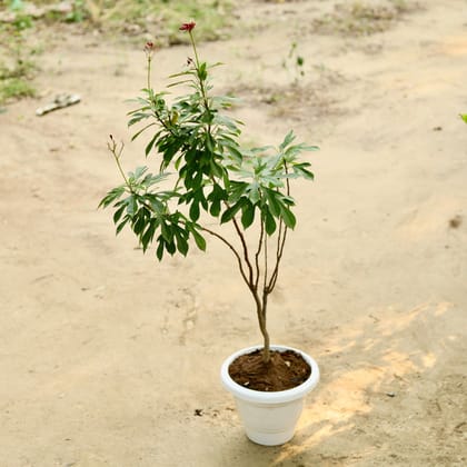 Buy Jatropha / Sunder Rupa English (any colour) in 8 Inch Classy White Plastic Pot Online | Urvann.com