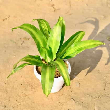 Buy Dracaena Fragrans in 8 Inch Classy White Plastic Pot Online | Urvann.com