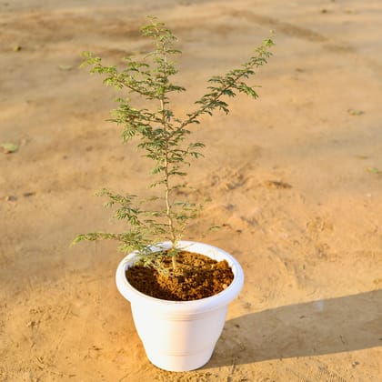 Buy Shami Plant in 12 Inch Classy White Plastic Pot Online | Urvann.com