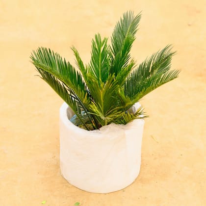 Buy Cycus Palm in 10 Inch Classy White Cylindrical Fiberglass Planter Online | Urvann.com