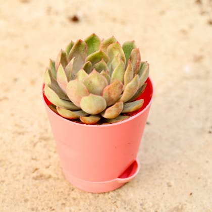 Buy Vishnu Kamal Succulent in 4 Inch Pink Florence Self Watering Pot Online | Urvann.com