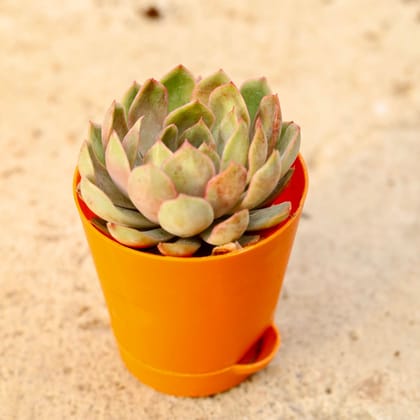 Buy Vishnu Kamal Succulent in 4 Inch Orange Florence Self Watering Pot Online | Urvann.com