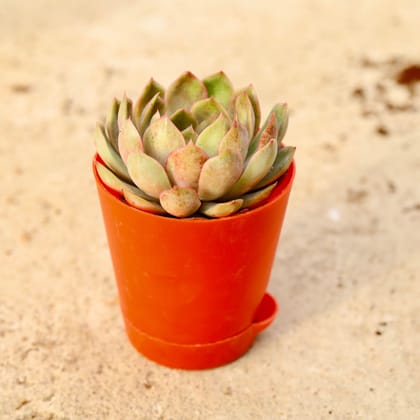 Buy Vishnu Kamal Succulent in 4 Inch Red Florence Self Watering Pot Online | Urvann.com