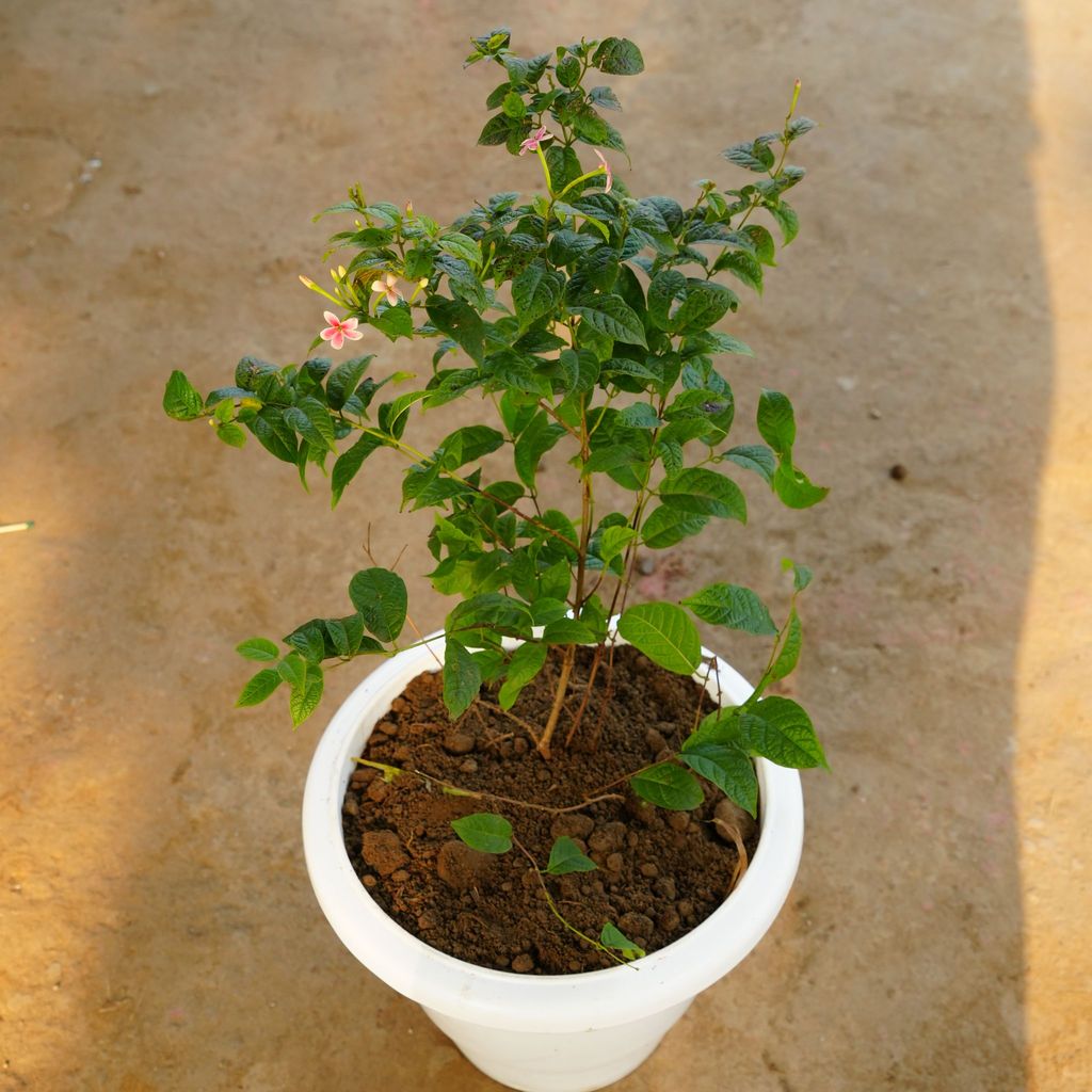 Buy Madhu Malti / Rangoon Creeper Hybrid Dwarf in 12 Inch Classy White Plastic Pot Online | Urvann.com ATUL8071 - Madhu Malti / Rangoon Creeper Hybrid Dwarf in 12 Inch Classy White Plastic Pot