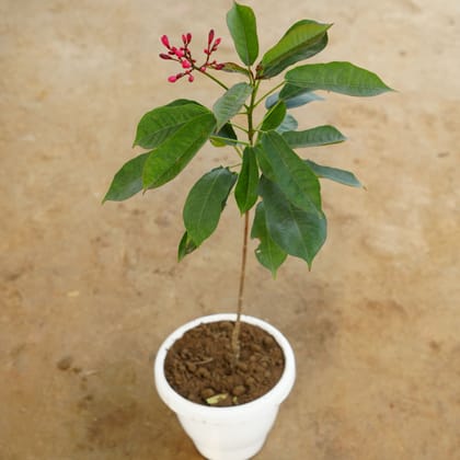 Buy Jatropha in 8 Inch Classy White Plastic Pot Online | Urvann.com