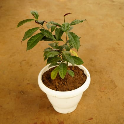 Buy Laila Majnu / Excoecaria Bicolour in 10 Inch Classy White Plastic Pot Online | Urvann.com