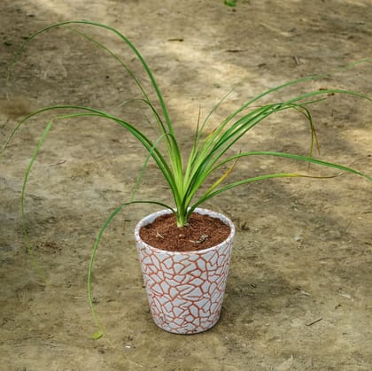 Buy Lolina / Nolina Palm in 6 Inch Balti Designer Ceramic Pot (any colour & design) Online | Urvann.com