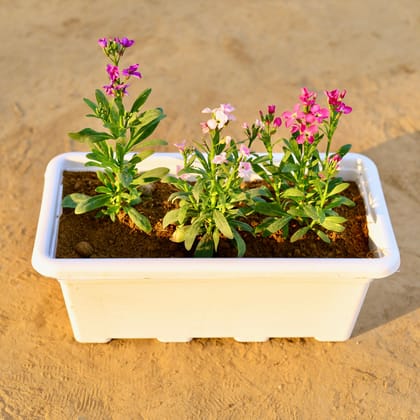 Buy Three Stock (any colour) in 17 Inch White Rectangular Window Plastic Planter Online | Urvann.com