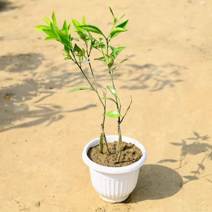 Buy Mosambi / Sweet Lemon in 8 Inch White Premium Olive Plastic Pot Online | Urvann.com