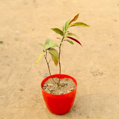 Buy Laila Majnu / Exocaeria Bicolour in 6 Inch Red Premium Orchid Round Plastic Pot  Online | Urvann.com