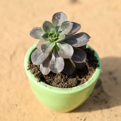 Buy Vishnu Kamal Succulent in 4 Inch Classy Cup Ceramic Pot (any colour) Online | Urvann.com