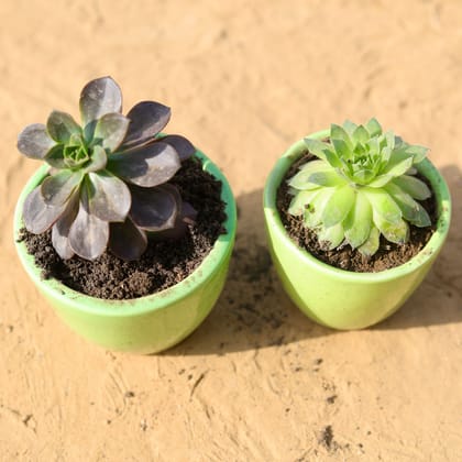 Buy Set of 2 - Vishnu Kamal & Laxmi Kamal Succulent in 4 Inch Classy Cup Ceramic Pot (any colour) Online | Urvann.com
