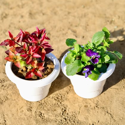 Buy Set of 2 - Pansy & Alternanthera (any colour) in 6 inch Classy White Plastic Pot Online | Urvann.com