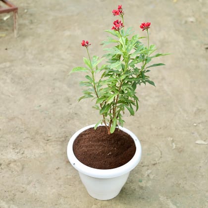Buy Jatropha / Sundar Rupa (any colour) in 10 Inch Classy White Plastic Pot Online | Urvann.com