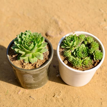 Buy Set of 2 - Lakshmi Kamal (Multi & Single) in 4 Inch Classy Glass Ceramic Pot (any colour) Online | Urvann.com