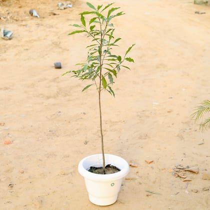 Buy Mosambi / Sweet Lemon Plant (~ 1 Ft) in 14 Inch Classy White Plastic Pot Online | Urvann.com