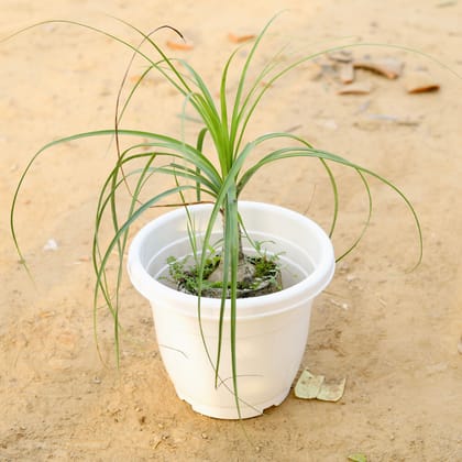 Buy Lolina Palm in 10 Inch Classy White Plastic Pot Online | Urvann.com