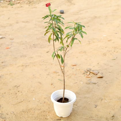 Buy Jatropha / Sunder Rupa (any colour) (~ 1.5 Ft) in 10 Inch Classy White Plastic Pot Online | Urvann.com