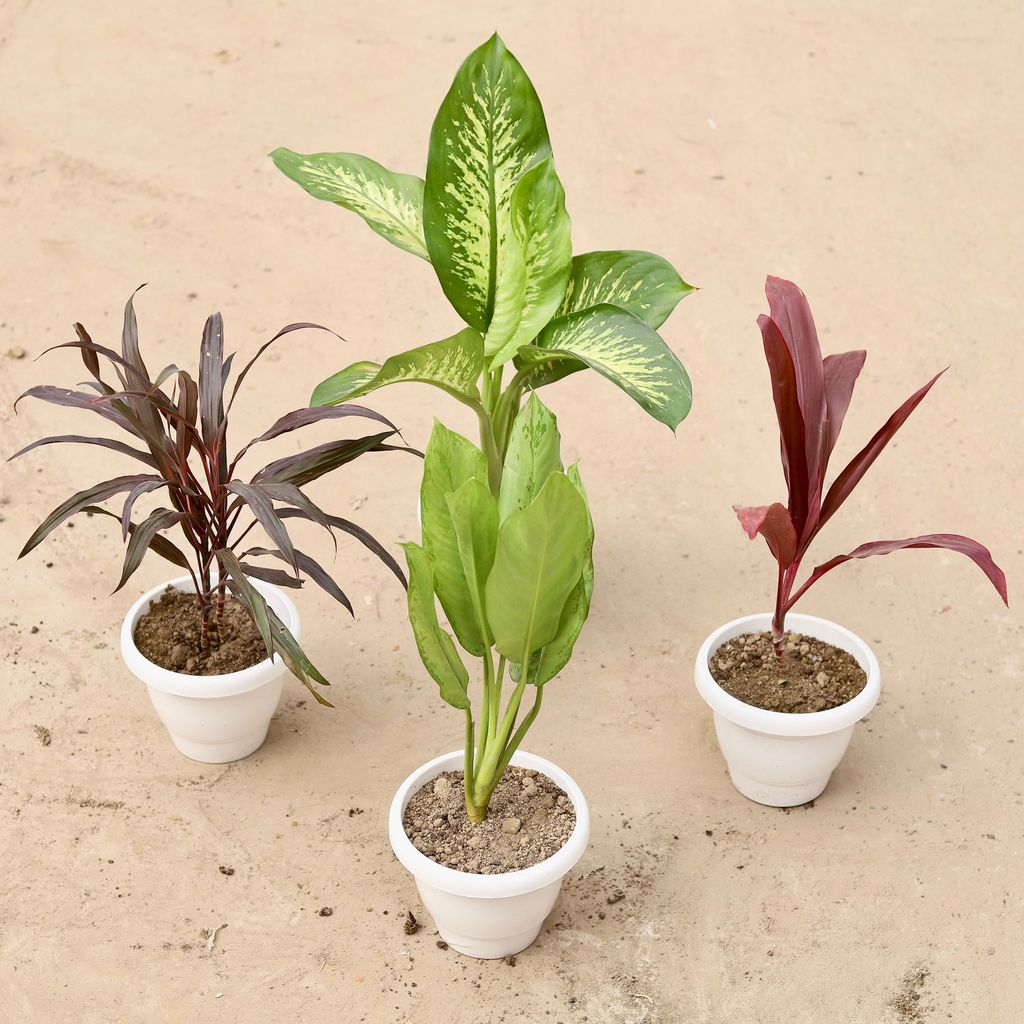 ATUL9890 - Set of 4 - Dracaena Red Narrow Leaf, Dieffenbachia Sanguine, Dracaena Mahatma & Aglaonema BJ Freeman in 8 Inch Classy White Plastic Pot