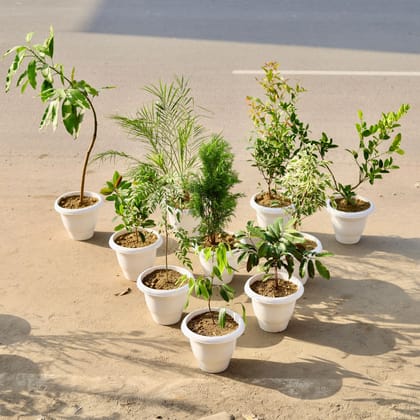 Buy Outdoor Jungle Delight - Set of 10 - Mango / Aam, Phoenix Palm, Christina Ficus, Nimbu / Lemon, First Love, Morpankhi, Ficus Starlight, Curry Patta, Laila Majnu / Excoecaria Bicolour & Tej Patta / Bay Leaf in 10 Inch Classy White Plastic Pot Online | Urvann.com