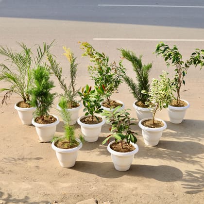 Buy Outdoor Garden Specials - Set of 10 - Phoenix Palm, Juniperus Variegated, Ficus Christina, Juniperus Green, Ficus Black, Morpankhi, First Love, Ficus Starlight, Pine & Laila Majnu / Excoecaria Bicolour in 10 Inch Classy White Plastic Pot Online | Urvann.com