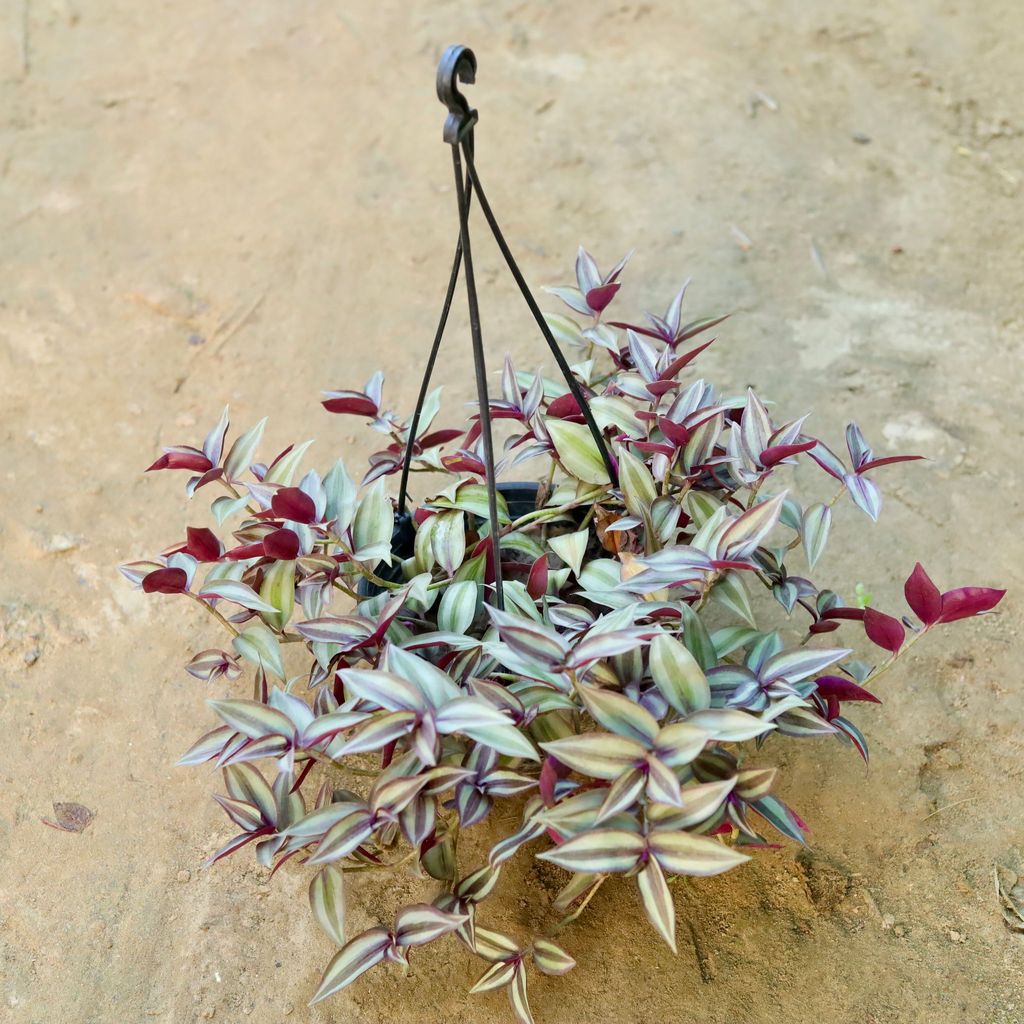 Buy Wandering Jew in 8 Inch Hanging Basket (any colour) Online | Urvann.com ATUL9552 - Wandering Jew in 8 Inch Hanging Basket (any colour)