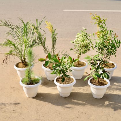 Buy Outdoor Garden Delight - Set of 7 - Phoenix Palm, Juniperus Variegated, Ficus Christina, Syzygium, Pine, Laila Majnu / Excoecaria Bicolour & First Love in 10 Inch Classy White Plastic Pot Online | Urvann.com
