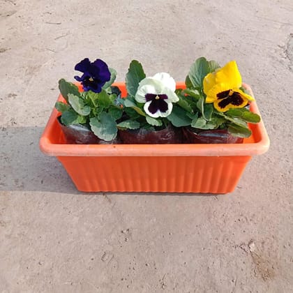 Buy Pansy (any colour) in 11 Inch Rectangular Window Plastic Planter (any colour) Online | Urvann.com