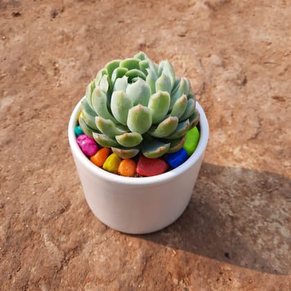 Buy Vishnu Kamal Succulent  in 4 Inch Classy White Round Ceramic Pot with Pebbles Online | Urvann.com