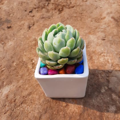 Buy Vishnu Kamal Succulent  in 3 Inch Classy White Square Ceramic Pot with Pebbles Online | Urvann.com