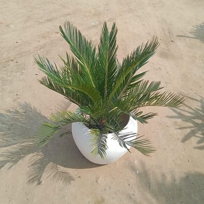 Buy Cycus Palm in 14 Inch Classy White Matka Fibre Pot Online | Urvann.com
