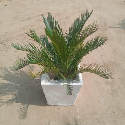 Buy Cycus Palm in 12 Inch Classy White Square Fibre Pot Online | Urvann.com