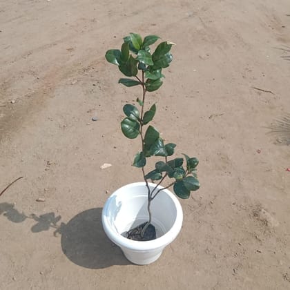 Buy Camellia (any colour) in 10 Inch Classy White Plastic Pot Online | Urvann.com