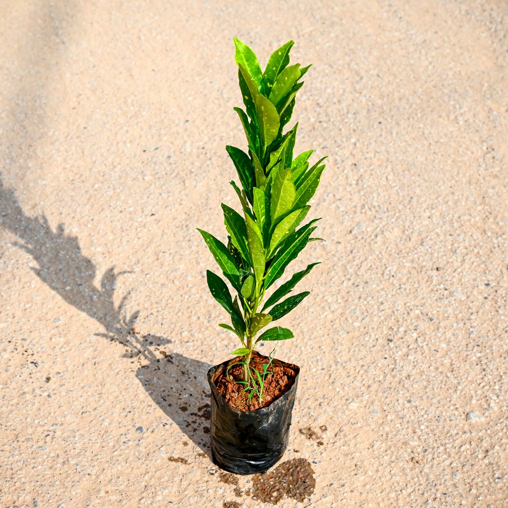 Buy Baby Croton (~ 1 Ft) in 4 Inch Nursery bag Online | Urvann.com Baby Croton (~ 1 Ft) in 4 Inch Nursery bag