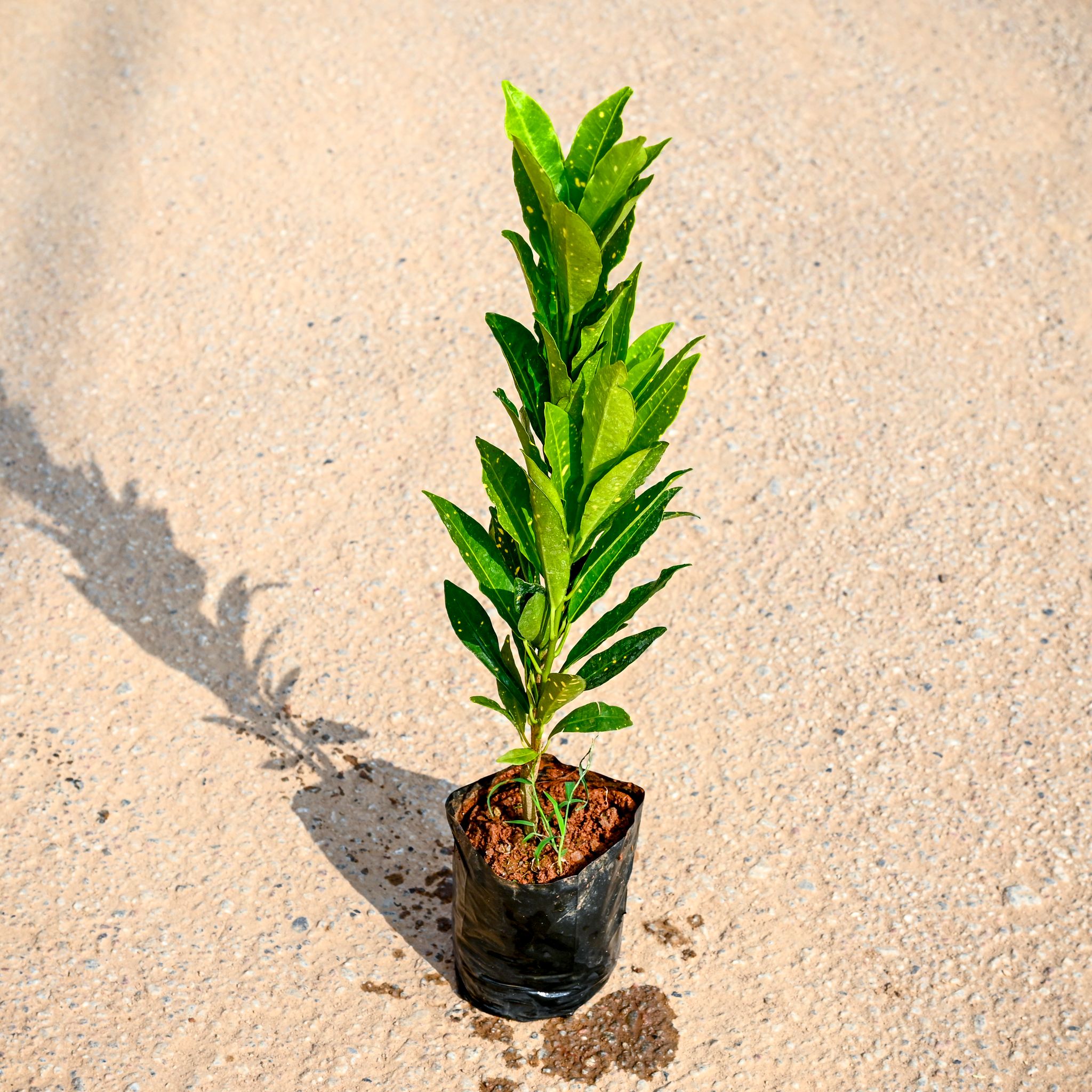 Baby Croton (~ 1 Ft) in 4 Inch Nursery bag