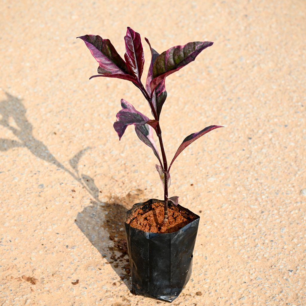Buy Eranthemum Black in 4 Inch Nursery bag Online | Urvann.com Eranthemum Black in 4 Inch Nursery bag