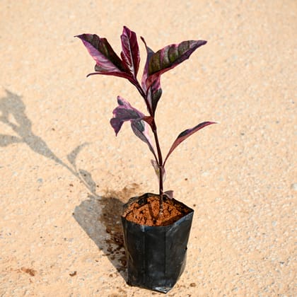 Buy Eranthemum Black in 4 Inch Nursery bag Online | Urvann.com
