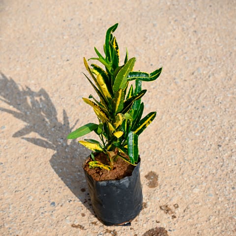 Croton Banana in 4 Inch Nursery bag