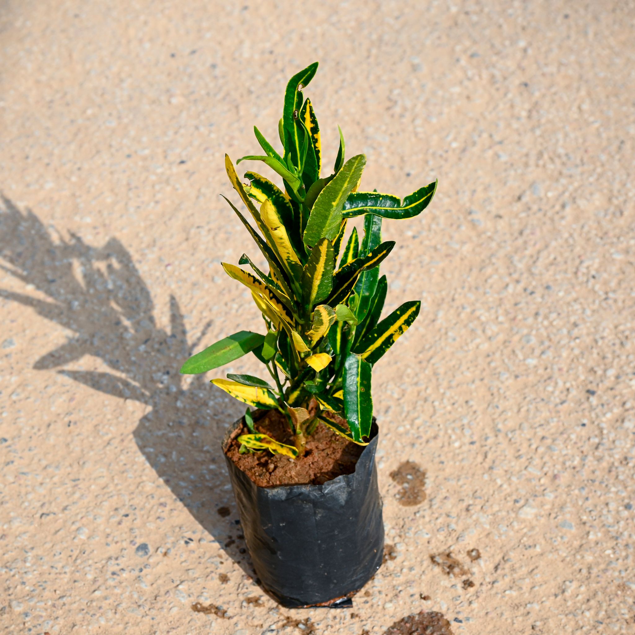 Croton Banana in 4 Inch Nursery bag