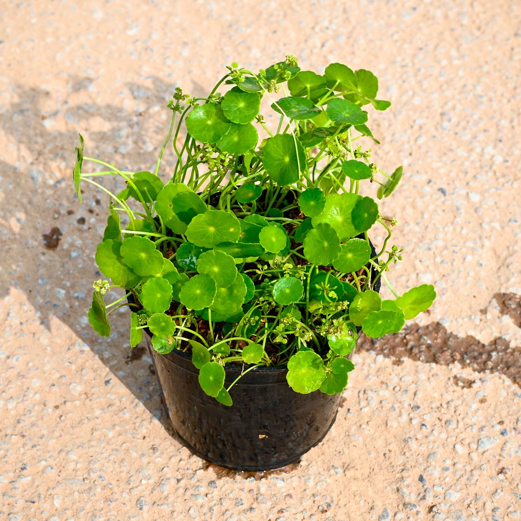 Buy Brahmi Dollar / Pennywort / Coin Plant in 4 Inch Nursery Pot Online | Urvann.com Brahmi Dollar / Pennywort / Coin Plant in 4 Inch Nursery Pot