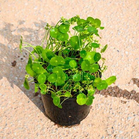Brahmi Dollar / Pennywort / Coin Plant in 4 Inch Nursery Pot