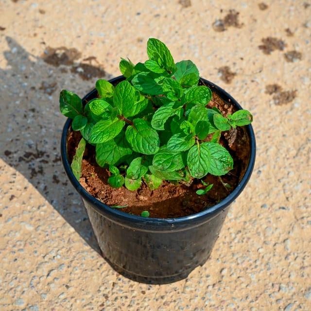 Mint pot size (root system, mint plant, This size, your mint) Mint pot size