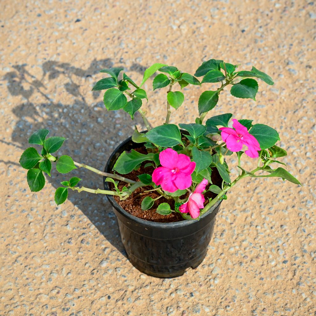 Buy Impatiens Balsamina Pink in 4 Inch Nursery Pot Online | Urvann.com Impatiens Balsamina Pink in 4 Inch Nursery Pot