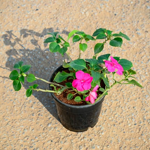 Impatiens Balsamina Pink in 4 Inch Nursery Pot