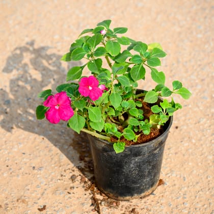 Buy Impatiens Balsamina (Any Colour) in 4 Inch Nursery Pot Online | Urvann.com