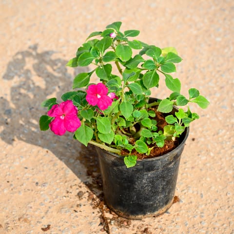 Impatiens Balsamina (Any Colour) in 4 Inch Nursery Pot