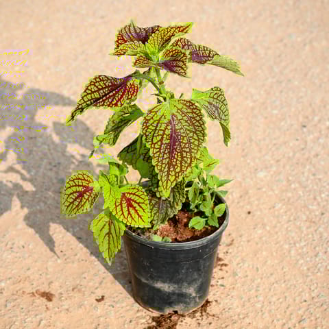 Coleus Green Big leaf in 4 Inch Nursery Pot