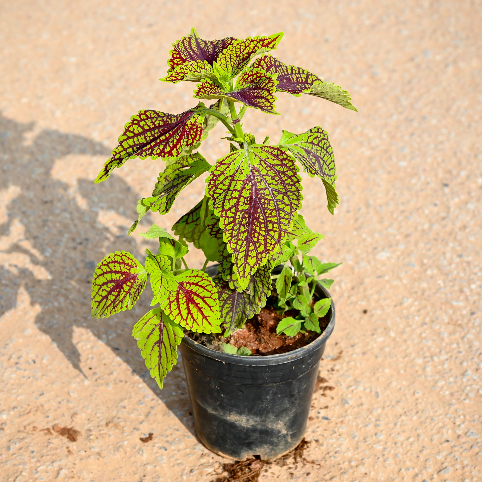 Coleus Green Big leaf in 4 Inch Nursery Pot