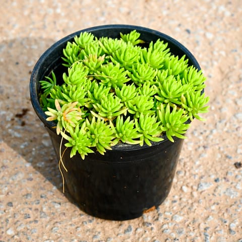 Sedum Green in 4 Inch Nursery Pot